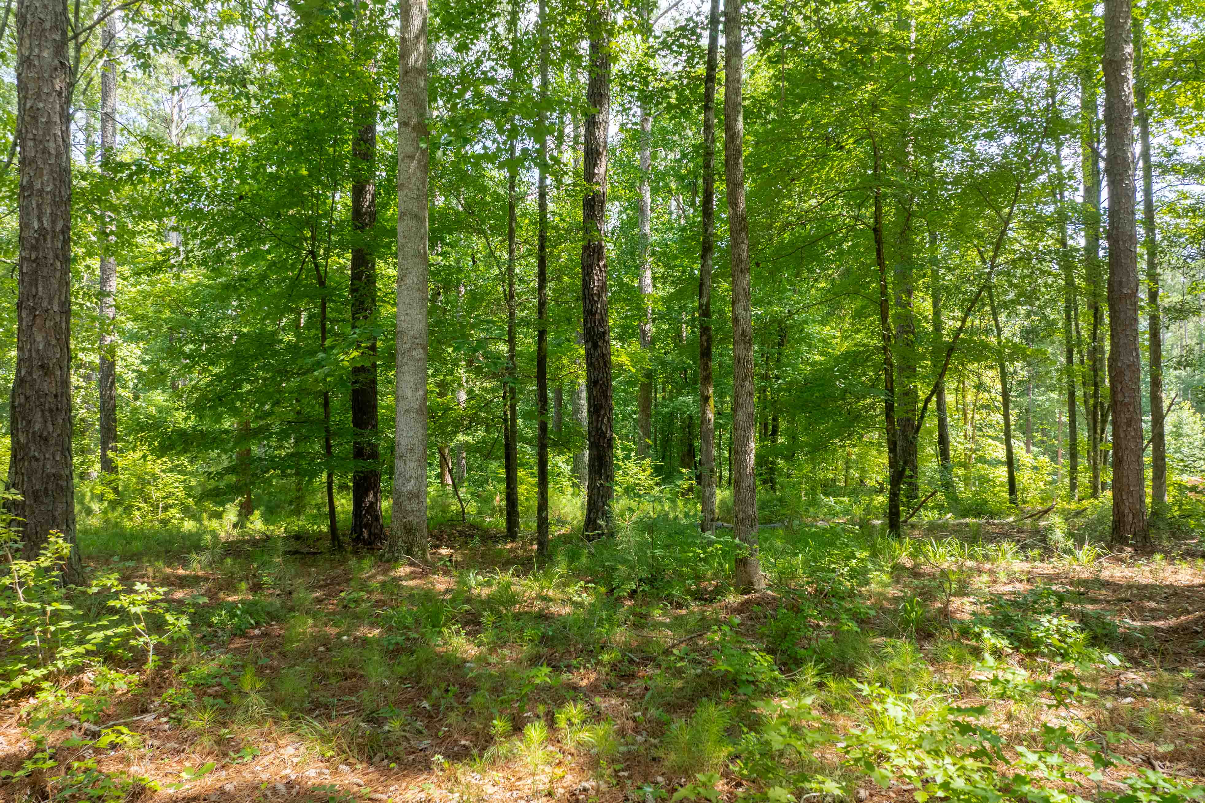 1171 Sunset Overlook image 6